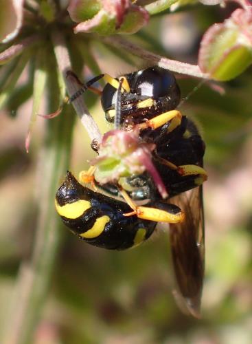 Réf. 212 887 : Ectemnius continuus punctatus